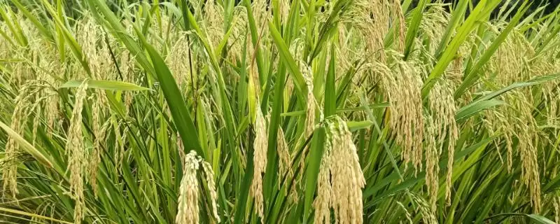 通系929水稻品种特性，每亩有效穗多少？-会东网