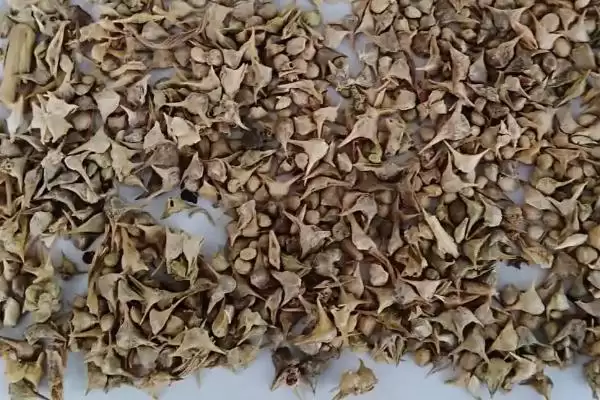 图片[4]-夏天种菠菜咋处理种子，剥切果皮何作用？-会东网