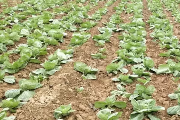 图片[4]-油菜移植栽培方法怎样坚持因地制宜呢？-会东网