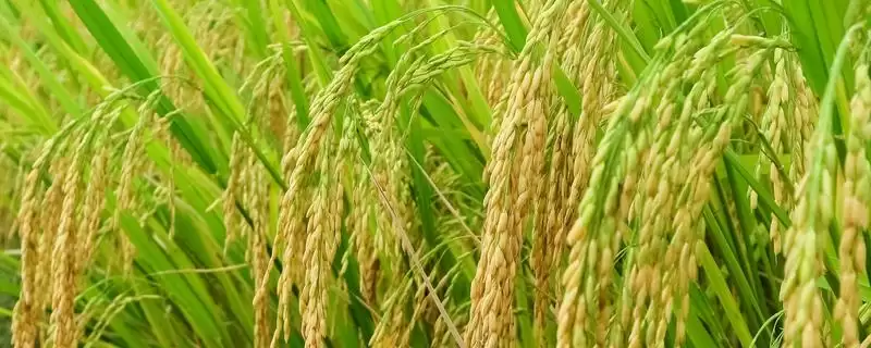 水稻的生长环境介绍(水稻生长喜高温且对土壤要求不严格)-会东网