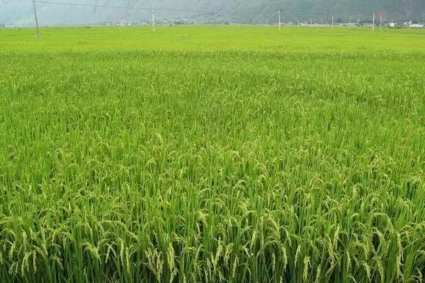 图片[2]-蜀优975水稻品种的特性(蜀优975水稻播种前需用药剂浸种处理)-会东网