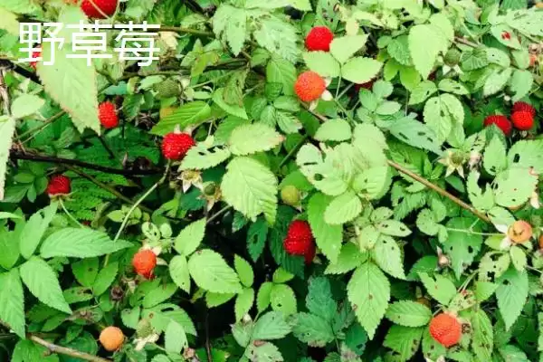 图片[6]-野草莓种植管理法，中耕施肥有何作用？-会东网