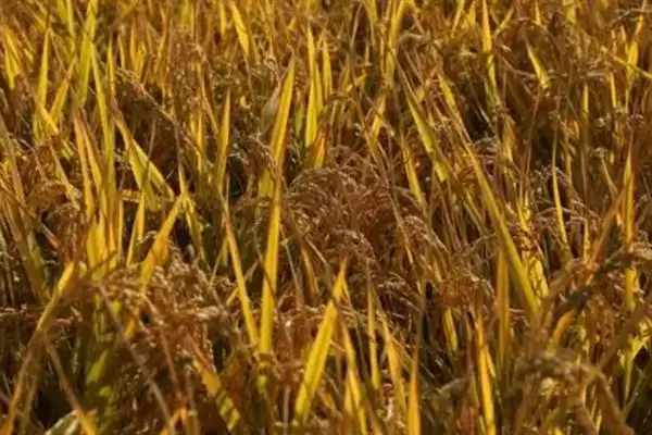 图片[10]-水稻幼穗分化期有哪几个时期(水稻幼穗分化期分为以下8个阶段)-会东网