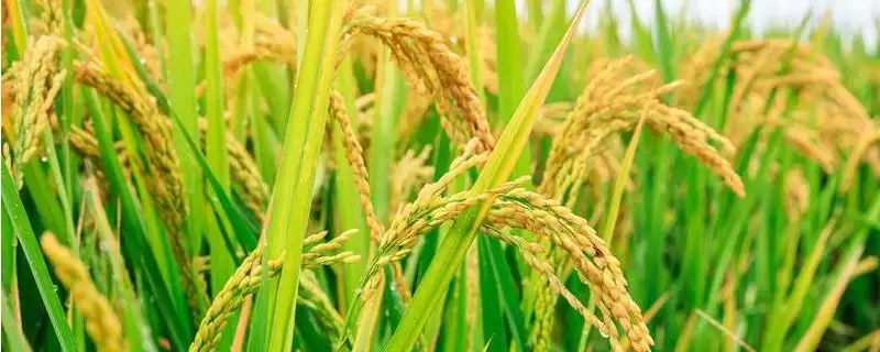特优9983水稻品种的特性(特优9983水稻每亩有效穗数16.5万)-会东网