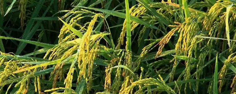 盛泰优9712水稻种子特征特性(盛泰优9712湘中南6月28日前播种)-会东网