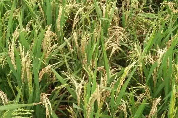 图片[4]-泰优398水稻种子简介(泰优398水稻秧田播量每亩10-15公斤)-会东网