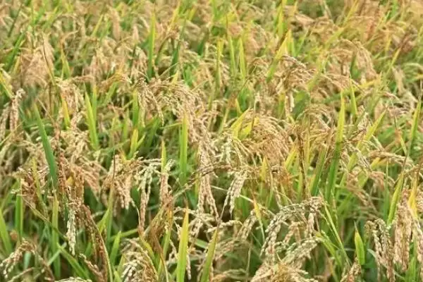 图片[3]-泰乡优德玉水稻品种简介(泰乡优德玉水稻在6月15-20日播种)-会东网