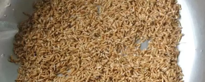 水稻种子用什么浸种(水稻种子浸种有这九种常用的方法)-会东网