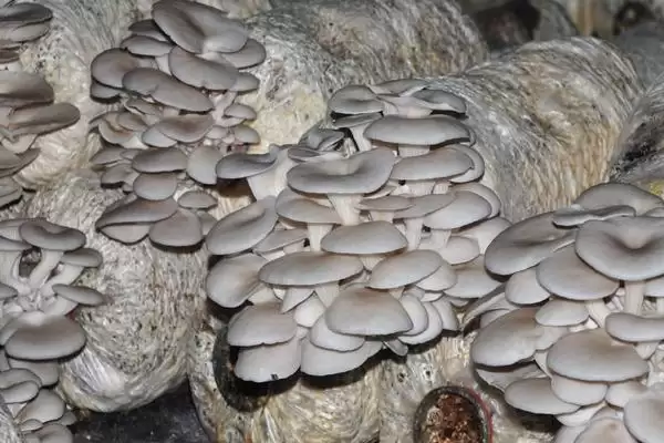 图片[2]-种植平菇的新方法，接种后通风何作用？-会东网