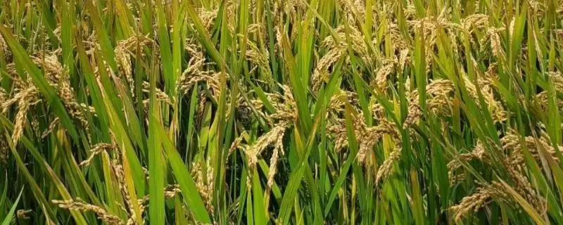 特优9089水稻品种的特性(特优9089需综合防治稻瘟病等病虫害)-会东网