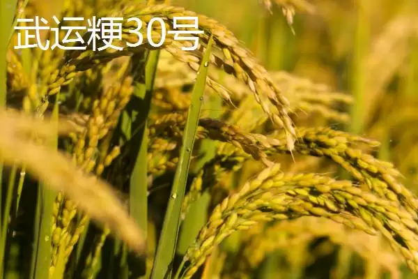 图片[2]-适合江苏种植的高产水稻品种(适合江苏种植的高产水稻品种有7种)-会东网