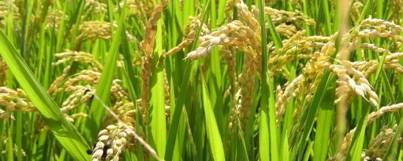 长两优莉珍水稻种4月中下旬至5月上旬播？-会东网