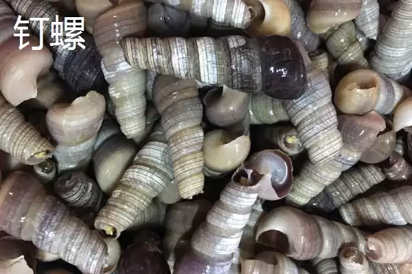 图片[4]-山坑螺的产地(山坑螺产地主要在南方地区的小溪里)-会东网