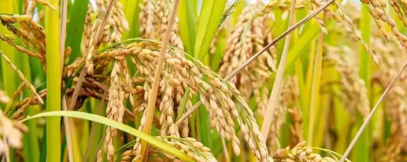 泰优203水稻种子简介(泰优203水稻秧田播种量每亩9.0千克)-会东网