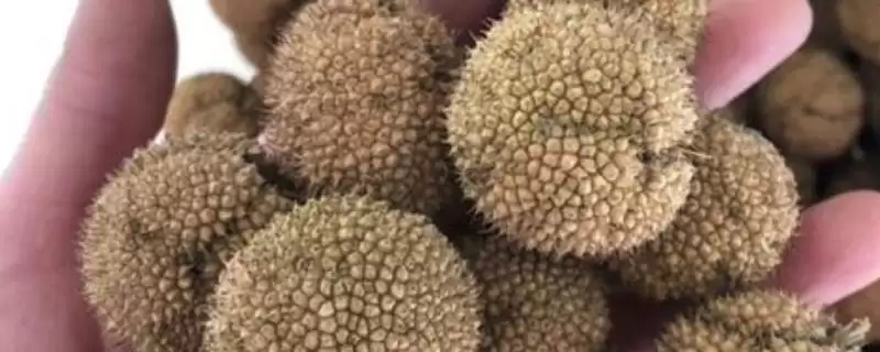 梧桐树种子咋采收,9至10月有何优势?-会东网