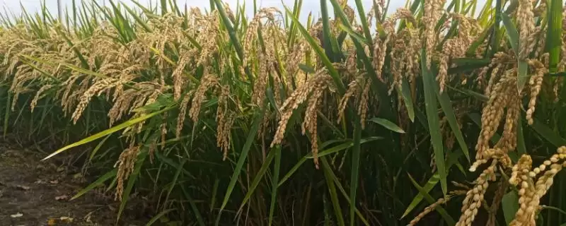 普田1497水稻从出苗到成熟130天左右有啥特点？-会东网