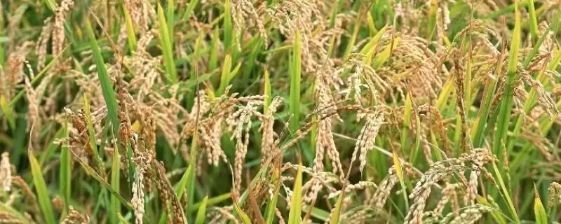 秀水128水稻种子情况，该品种叶色绿影响？-会东网
