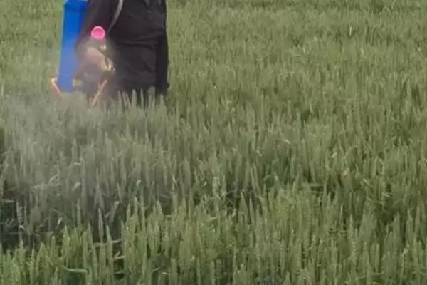 图片[3]-小麦打除草剂后下雨，对不同药有何影响？-会东网