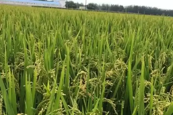 图片[3]-水稻一亩地能产多少(水稻低产田一亩地亩产为600-700斤左右)-会东网