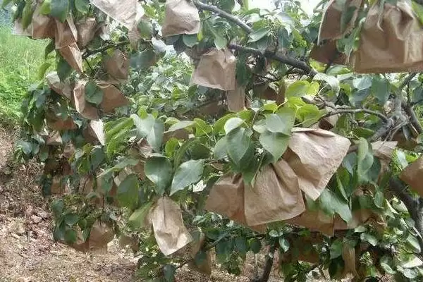 图片[14]-种梨树为何要种花期相近授粉品种树苗？-会东网
