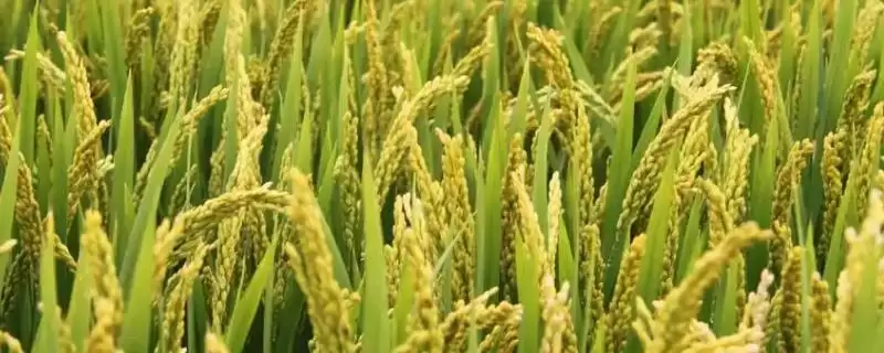 雄两优奥美香水稻品种特性，全生育期多少天？-会东网