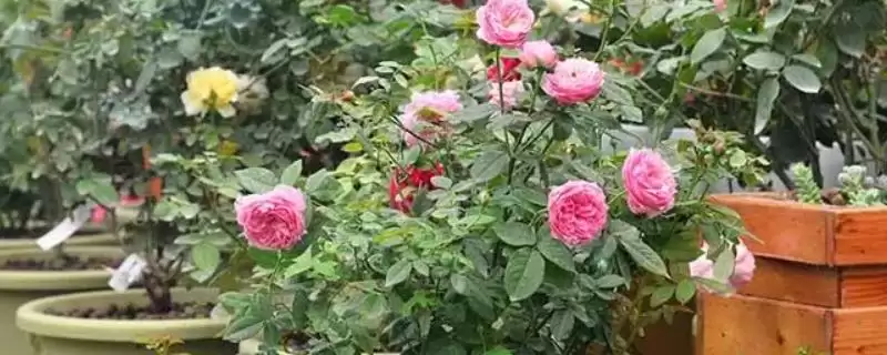 网上买回来的蔷薇咋种，15℃有何意义？-会东网