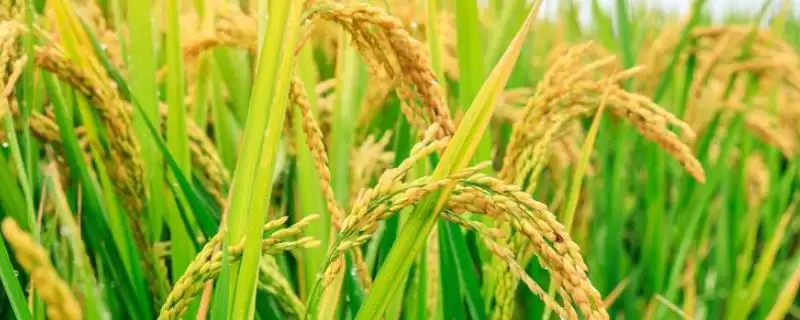 众赢301水稻品种特性，稻瘟病咋防治？-会东网