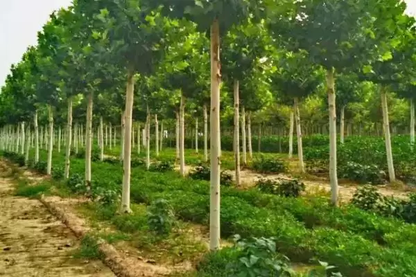 图片[4]-梧桐树种子咋采收，9至10月有何优势？-会东网