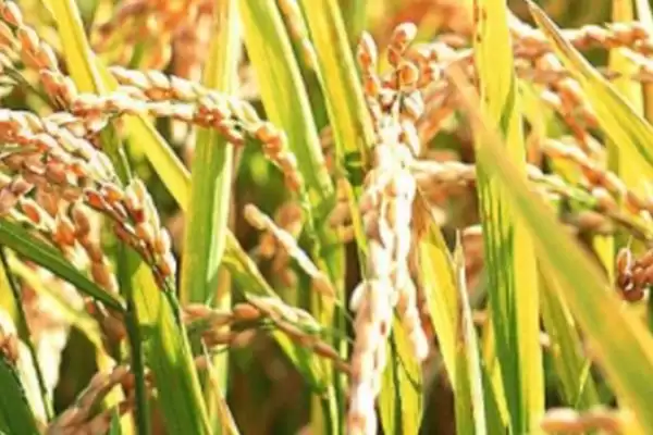 图片[3]-蜀优975水稻品种的特性(蜀优975水稻播种前需用药剂浸种处理)-会东网