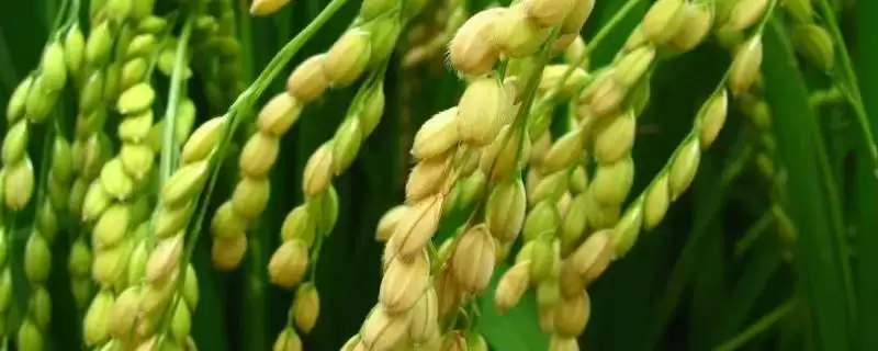 永丰优华占水稻品种高抗稻瘟病还有何特性?-会东网
