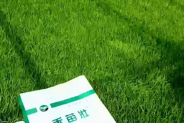 图片[7]-水稻心叶卷曲的原因(水稻心叶卷曲可能是立枯病导致的)-会东网