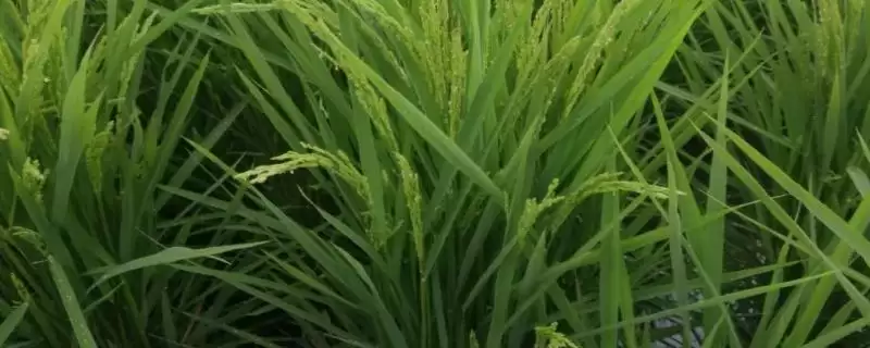 宜香优6116水稻品种特性,属何种杂交水稻?-会东网