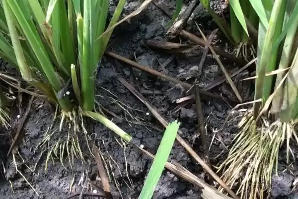 图片[3]-水稻根部腐烂的原因(水稻根部腐烂或因肥多、低温等因素)-会东网