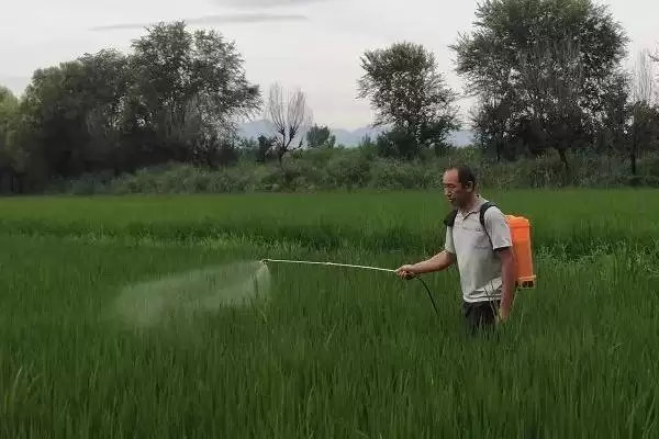 图片[6]-水稻穗枯死的原因(水稻穗枯死原因分直接和间接原因两类)-会东网