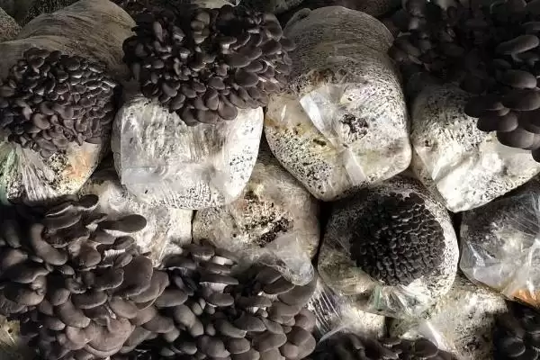 图片[3]-种植平菇的新方法，接种后通风何作用？-会东网