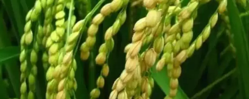 浙大紫两优1号水稻种子该品种株高中等?-会东网