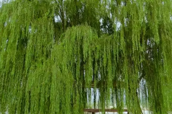 图片[6]-植物自制农药的常用方法有哪6种呢？-会东网