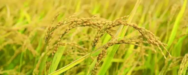 新稻50号水稻种子特性，插秧栽培生育期？-会东网