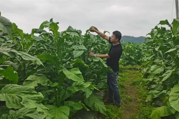图片[2]-烟草的种植方式，播种前晒种何作用？-会东网