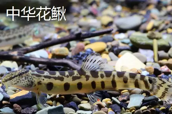图片[3]-中华花鳅的价格受何影响，当地市场售价多少？-会东网