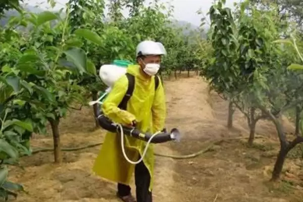 图片[12]-种梨树为何要种花期相近授粉品种树苗？-会东网