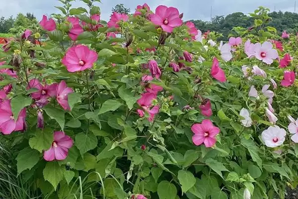 图片[4]-一年四季不怕冷耐热植物，矾根有何特点？-会东网