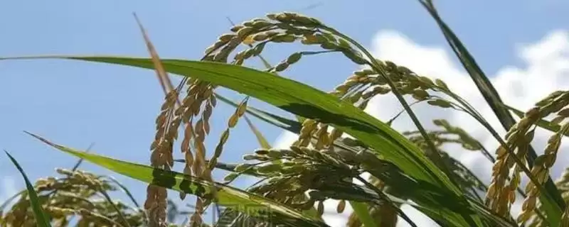 水稻苗床的管理方法(水稻苗床管理育苗前要先进行晒种)-会东网