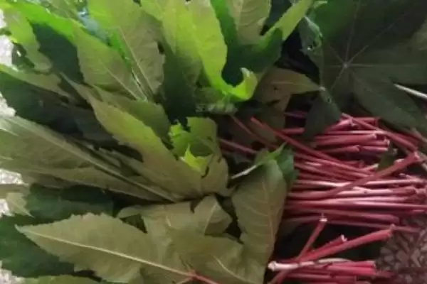 图片[3]-植物自制农药的常用方法有哪6种呢？-会东网