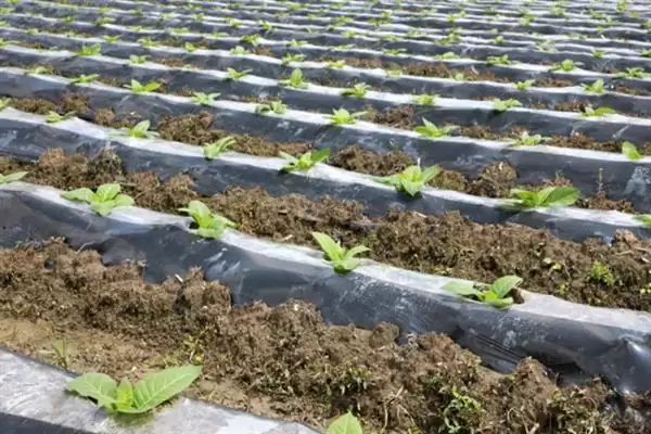 图片[6]-烟草的种植方式，播种前晒种何作用？-会东网