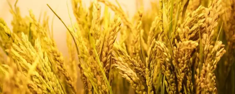 裕两优云香占水稻品种全生育期115.7天？-会东网
