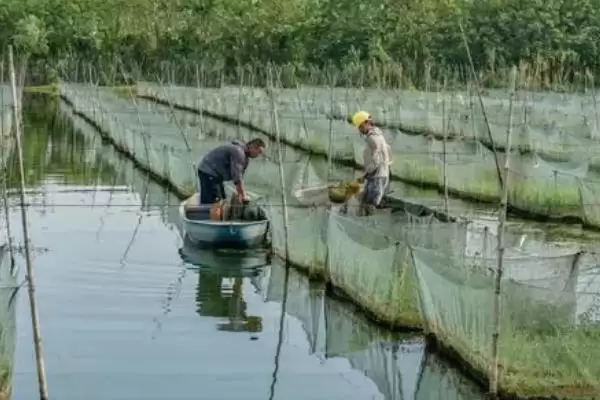 图片[9]-室内水产养殖项目(室内水产养殖项目好养且有较好经济效益)-会东网