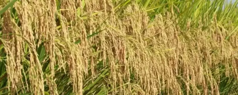 豫章香占水稻种秧田播种量每亩10-20公斤?-会东网