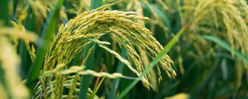 荃优锦禾水稻品种简介(荃优锦禾在鄂北4月下旬进行播种)-会东网
