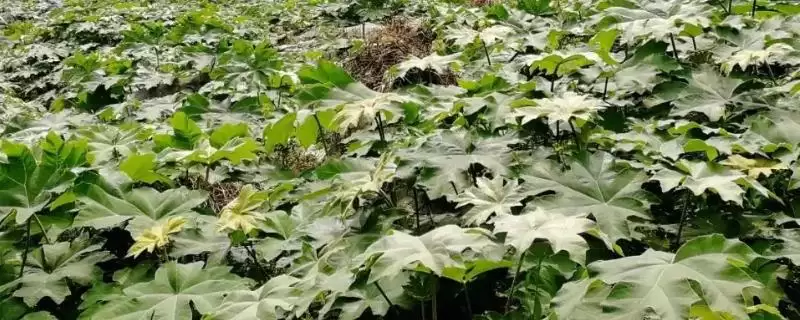 通草的适宜种植法,条播有何优势呢?-会东网